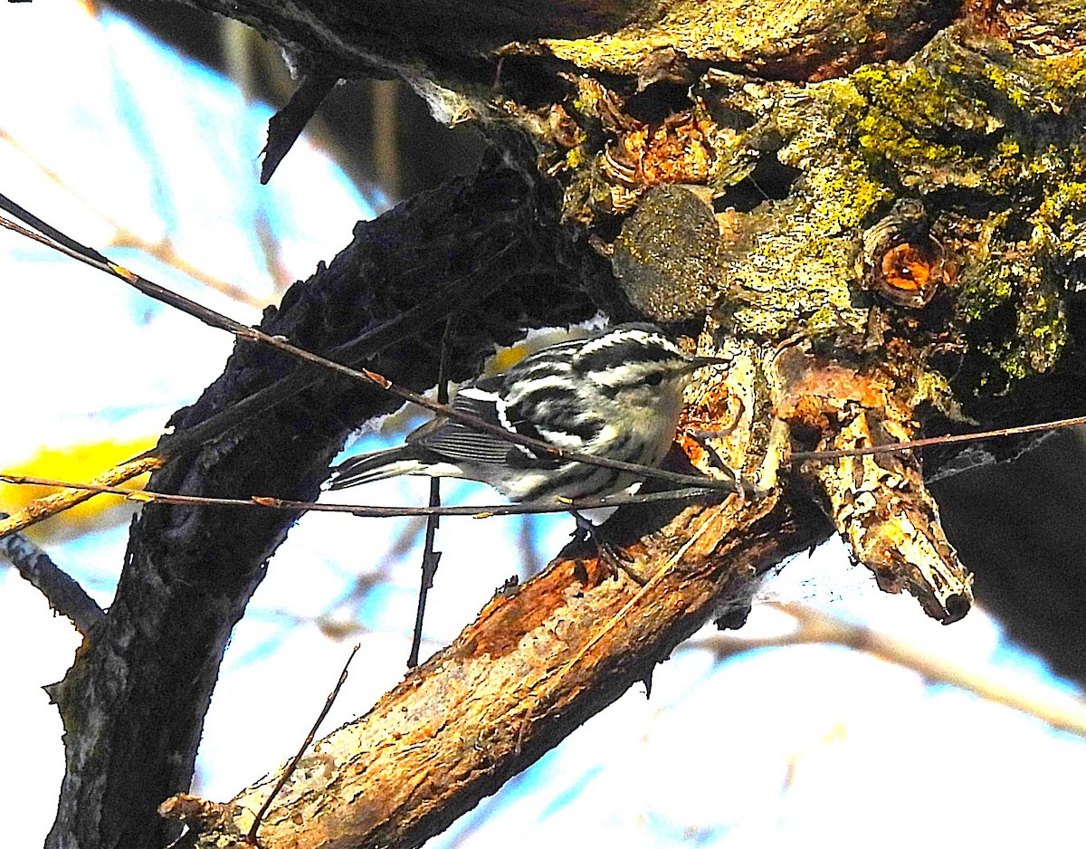 Black-and-white Warbler - ML646862573