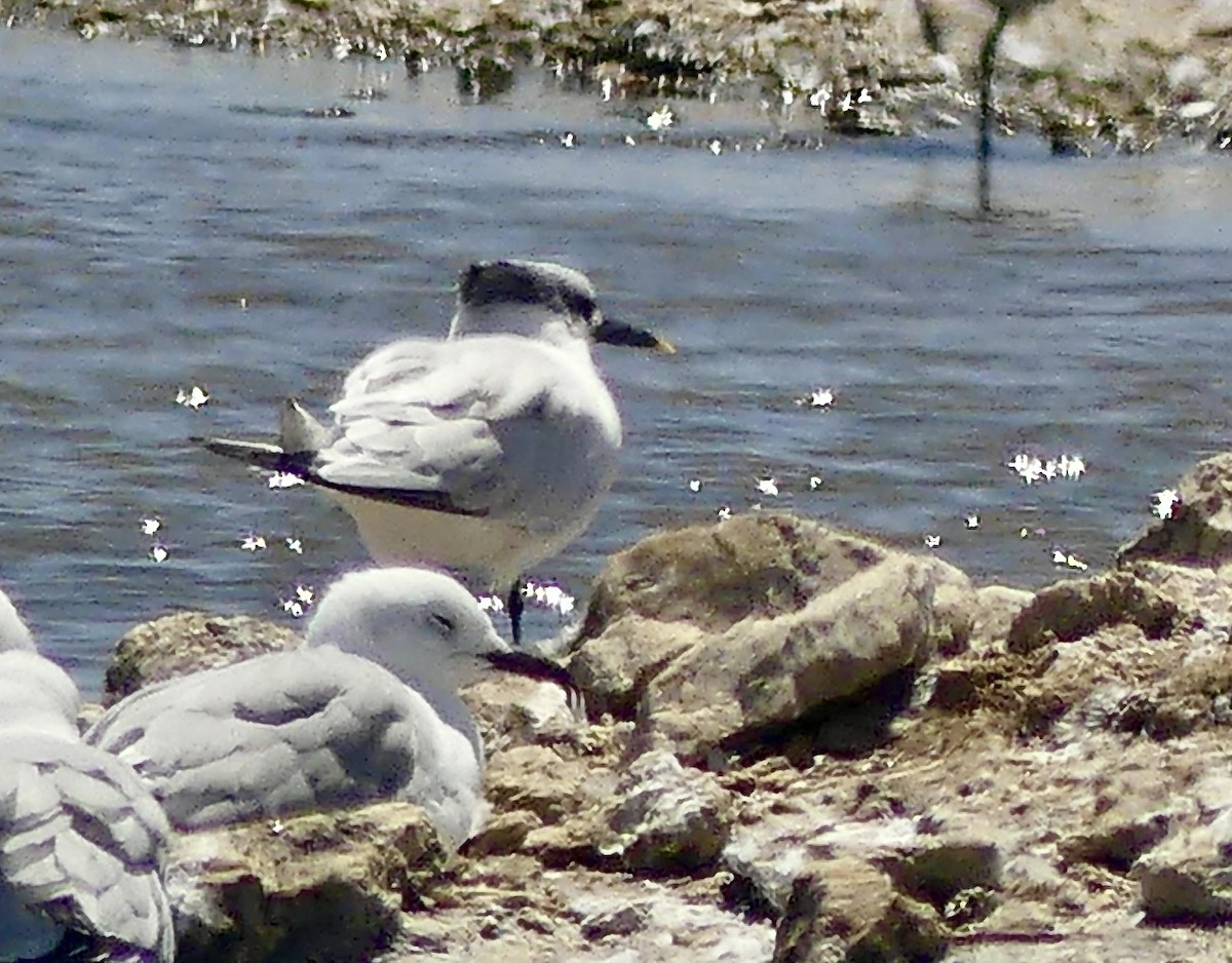 Sandwich Tern (Eurasian) - ML646862574