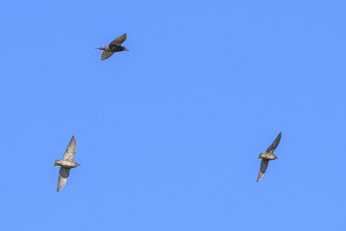 Шпак звичайний - ML646862576