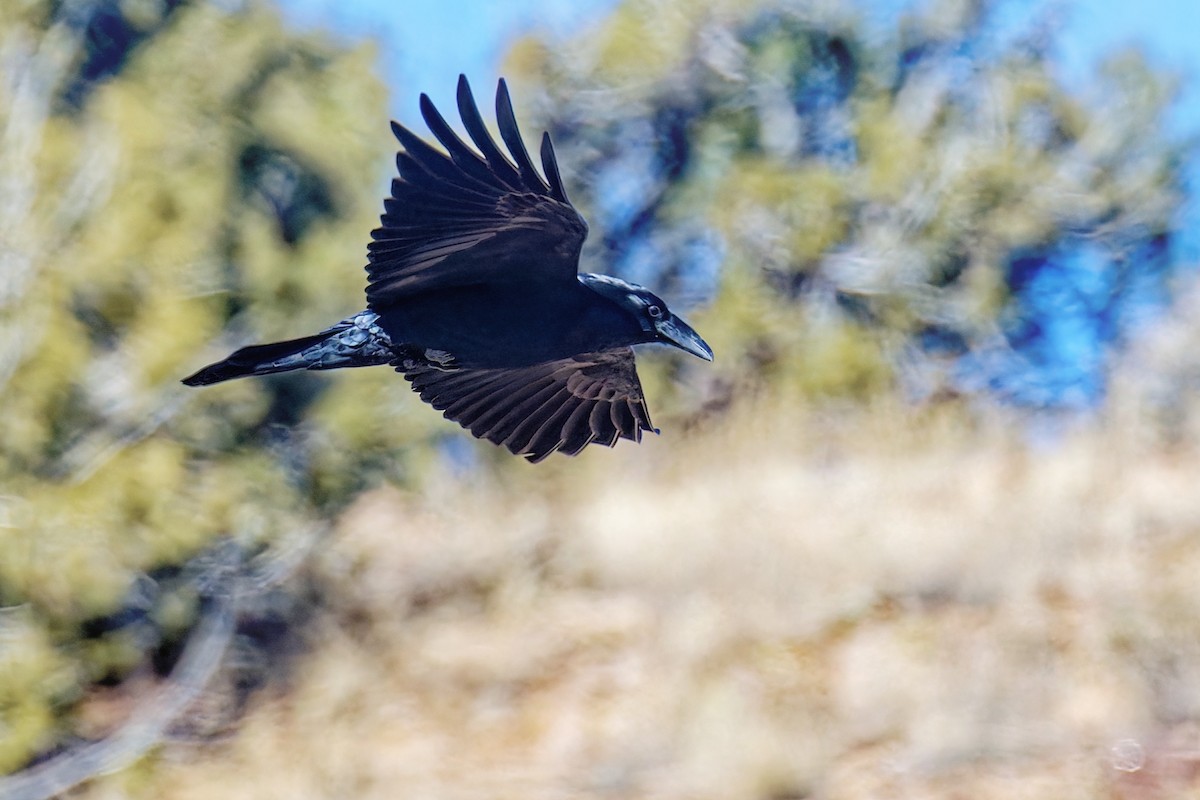 Common Raven - ML646862580