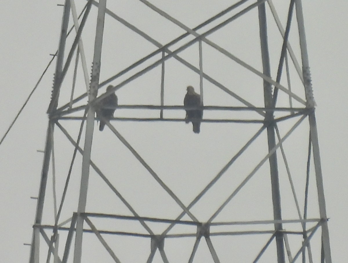 Golden Eagle - ML646862581