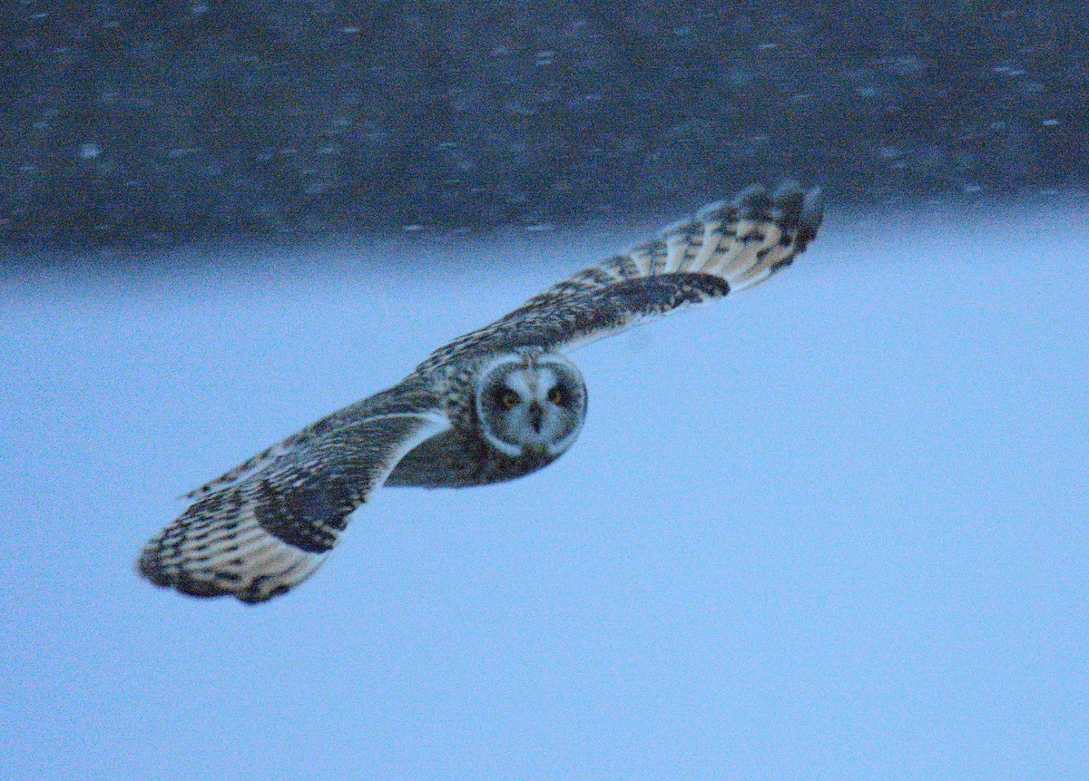 ינשוף שדות (צפוני) - ML646862582