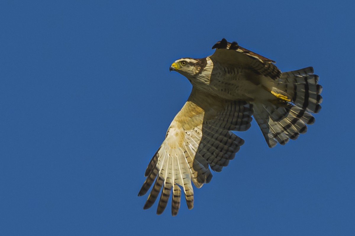 Roadside Hawk - ML646862583