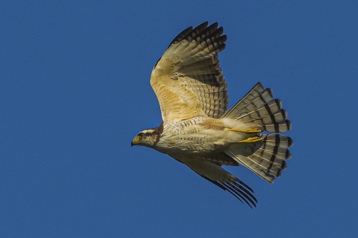 Roadside Hawk - ML646862584