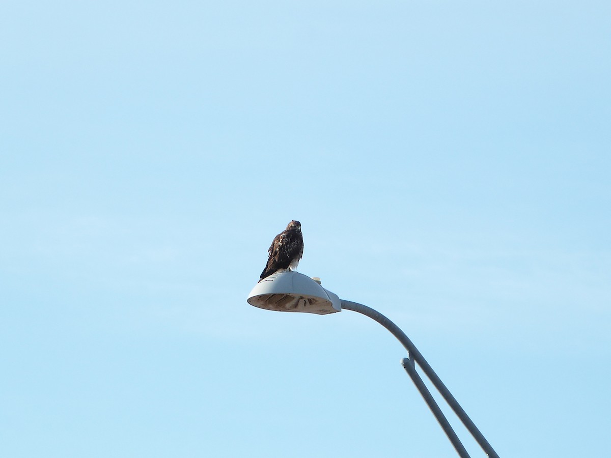 Poiana codarossa - ML646862585