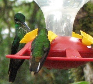 Coppery-headed Emerald - ML646862591