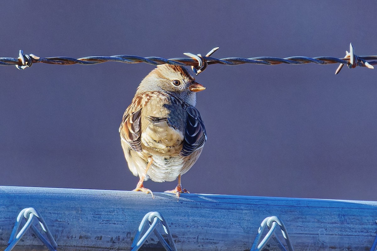 hvitkronespurv (gambelii) - ML646862593