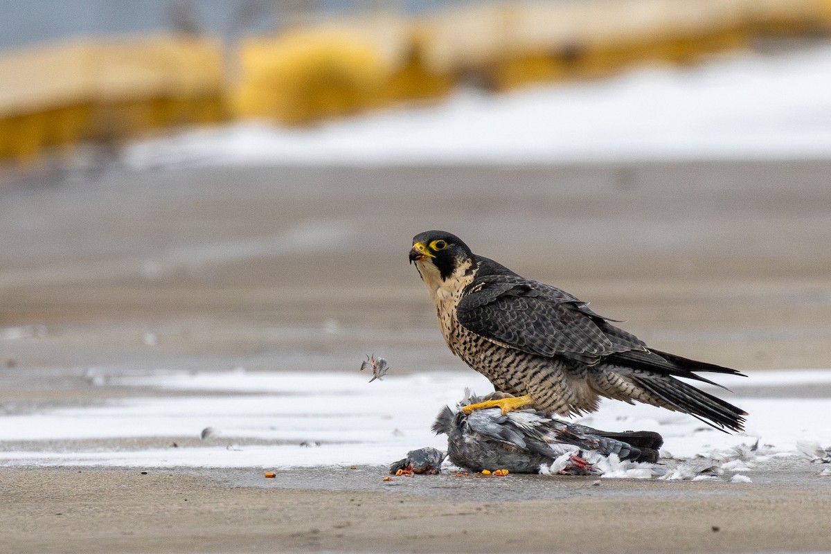 Сапсан - ML646862594