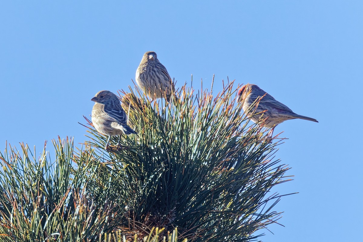 Roselin familier - ML646862598