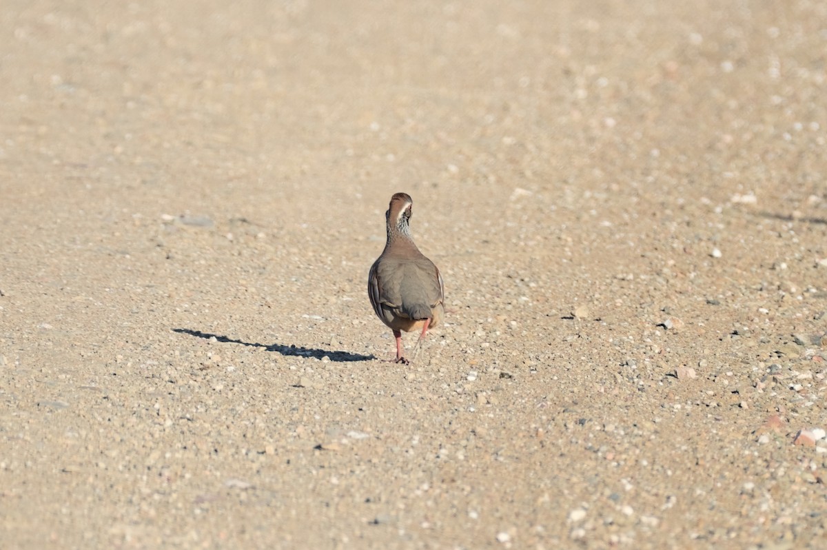 rødhøne - ML646862599