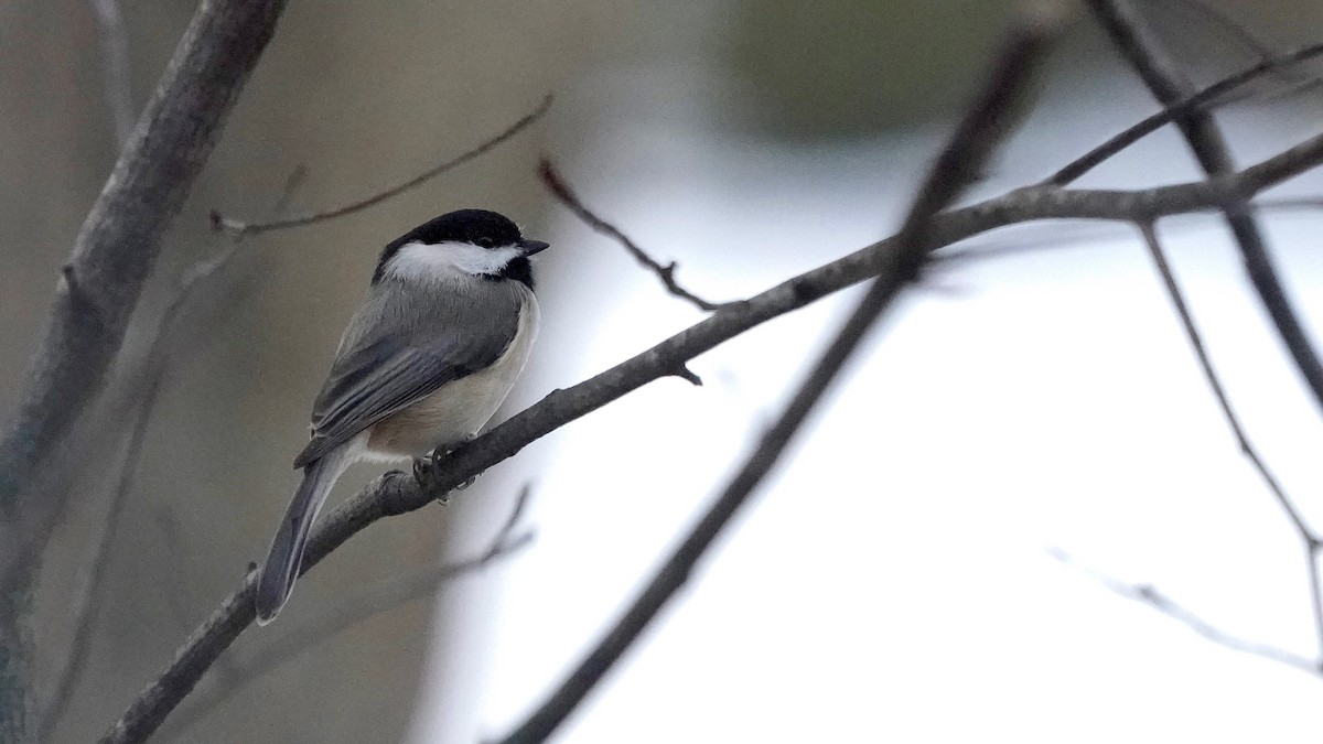 Carolina Chickadee - ML646862603