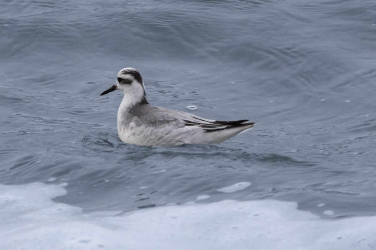 Kızıl Denizdüdükçünü - ML646862604