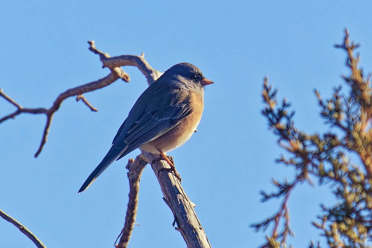 vinterjunko (oreganus gr.) - ML646862606