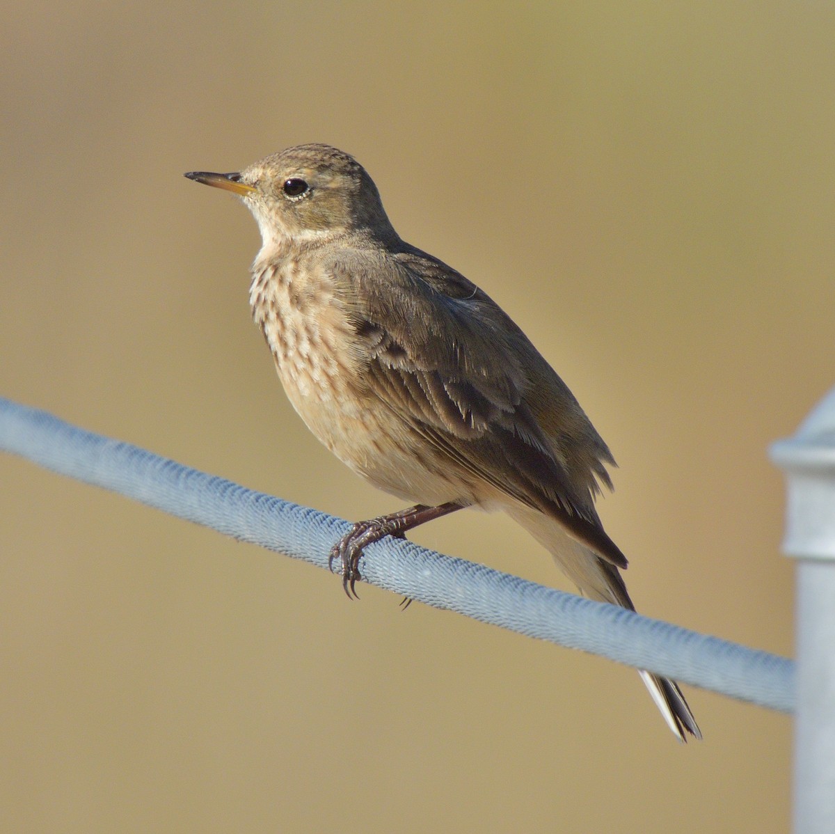 American Pipit - ML646862607
