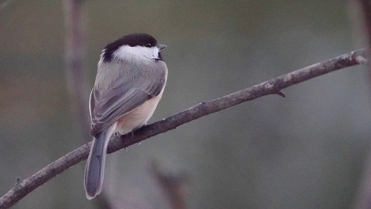 Carolina Chickadee - ML646862609