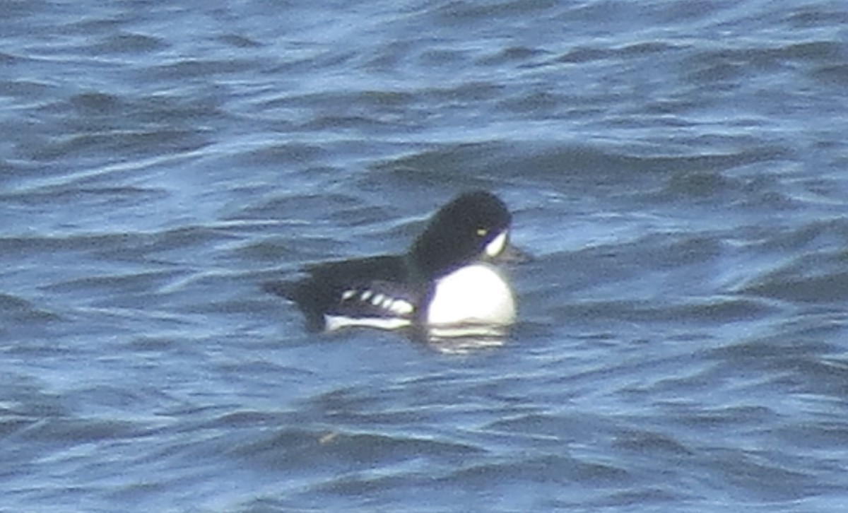 Barrow's Goldeneye - ML646862611