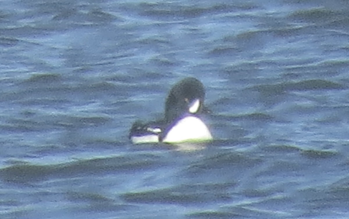 Barrow's Goldeneye - ML646862612
