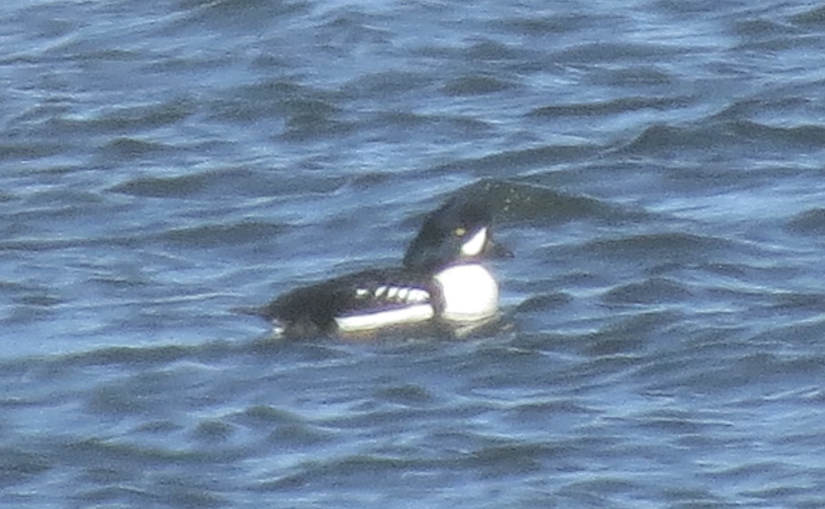 Barrow's Goldeneye - ML646862613