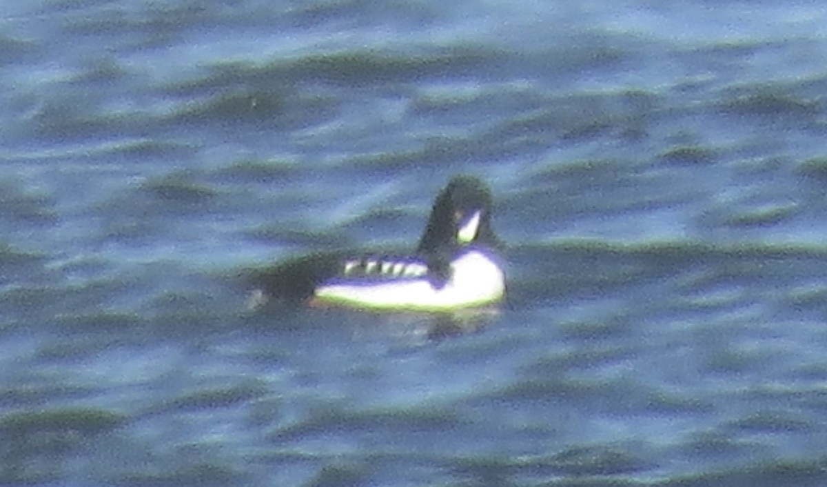 Barrow's Goldeneye - ML646862614