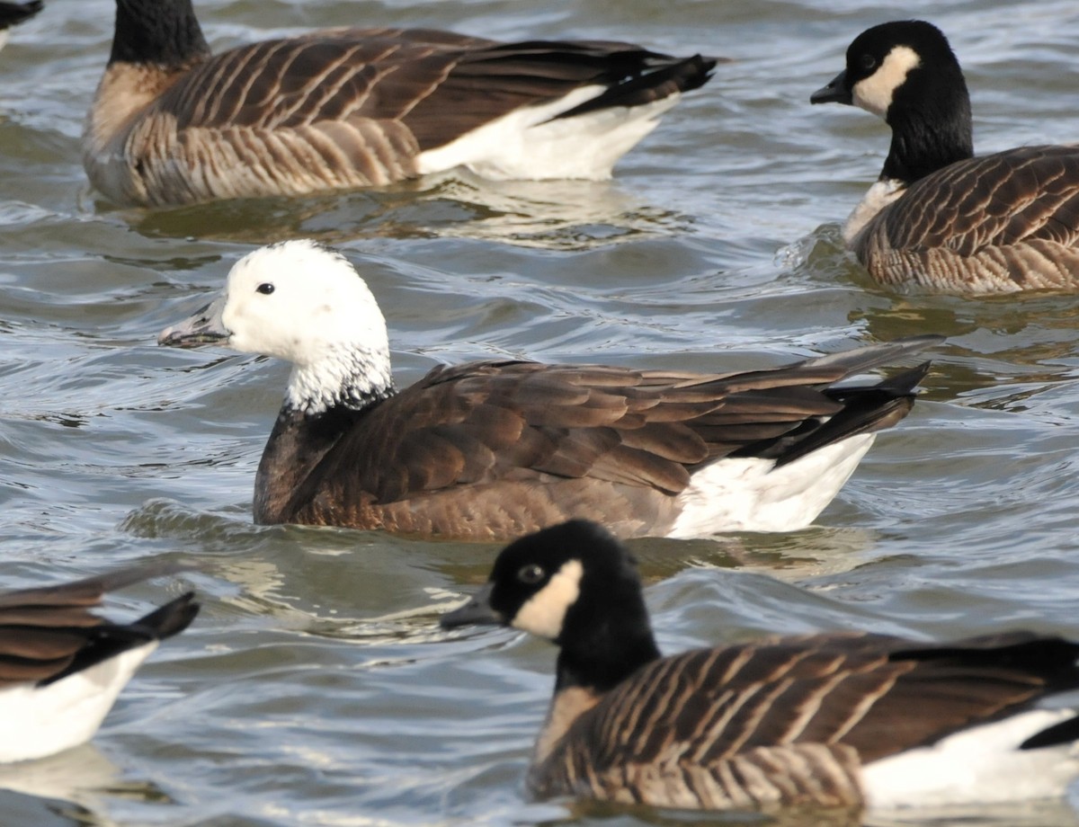 husa sněžní/bělostná x berneška malá/velká (hybrid) - ML646862615