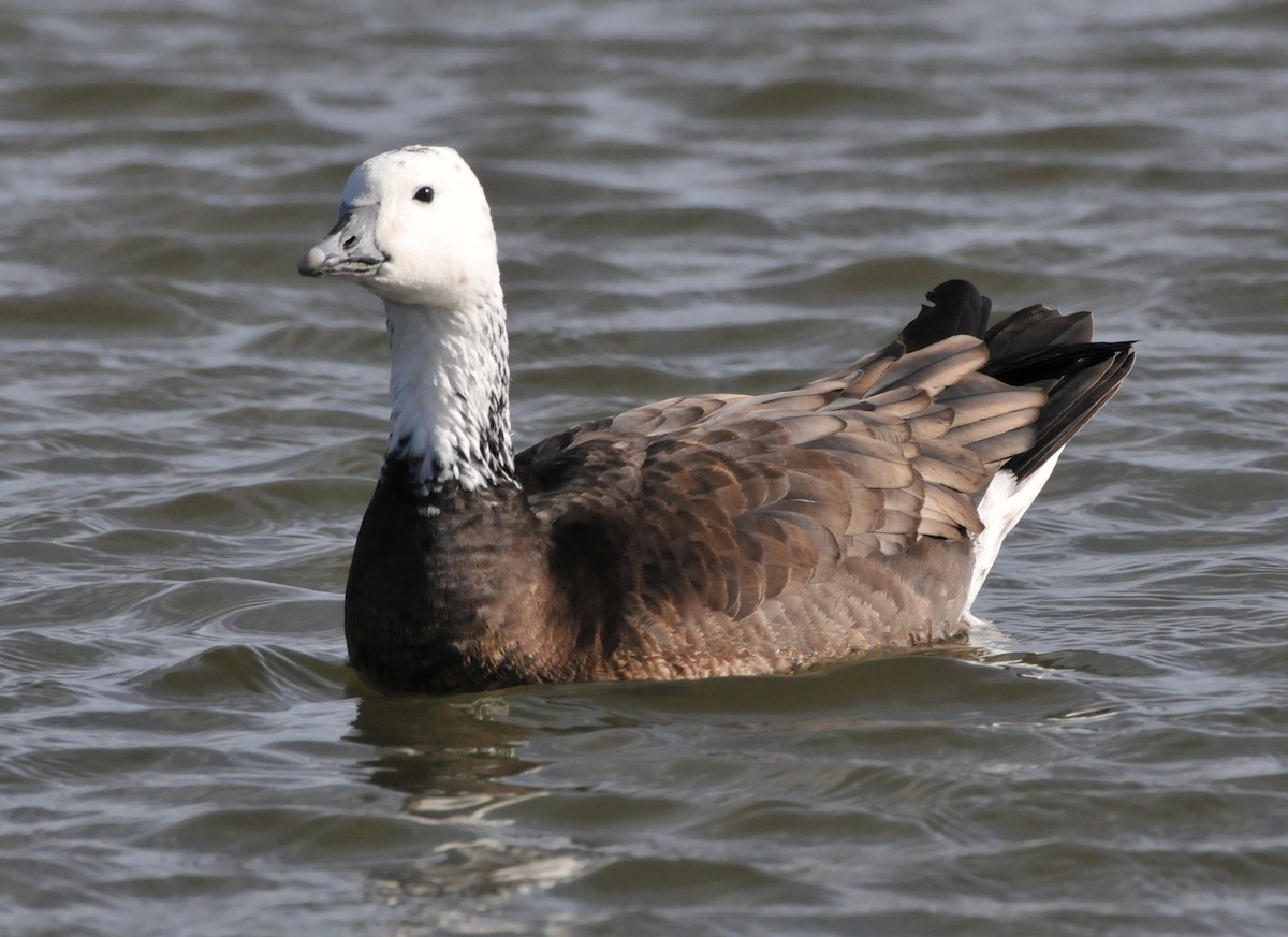 husa sněžní/bělostná x berneška malá/velká (hybrid) - ML646862616