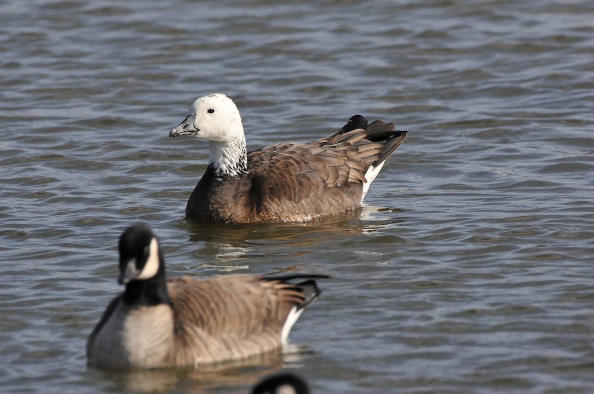 husa sněžní/bělostná x berneška malá/velká (hybrid) - ML646862617