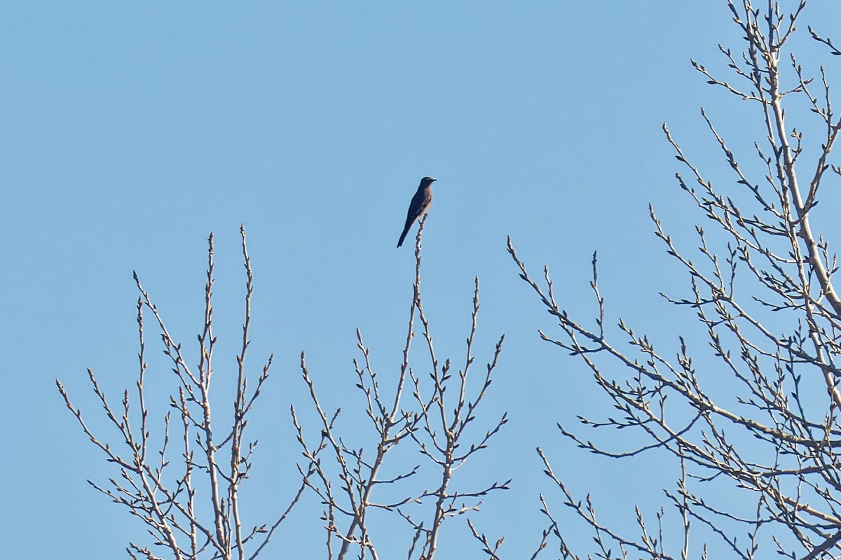 gråsolitærtrost - ML646862618