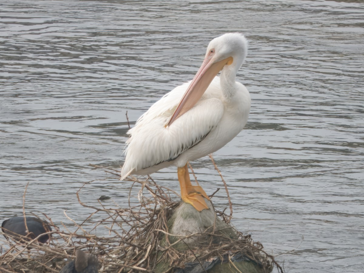 American White Pelican - ML646862620