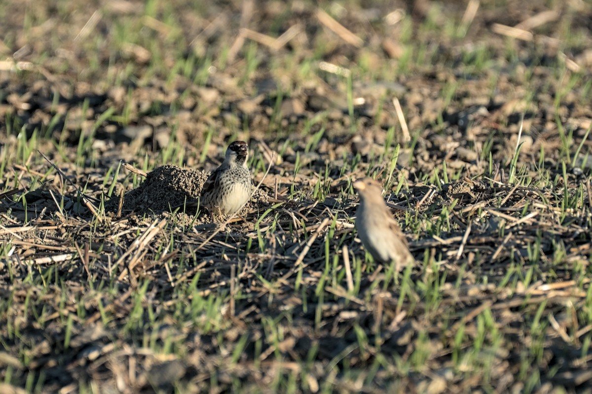 middelhavsspurv - ML646862626