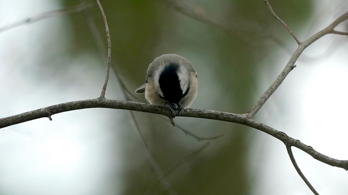Carolina Chickadee - ML646862637