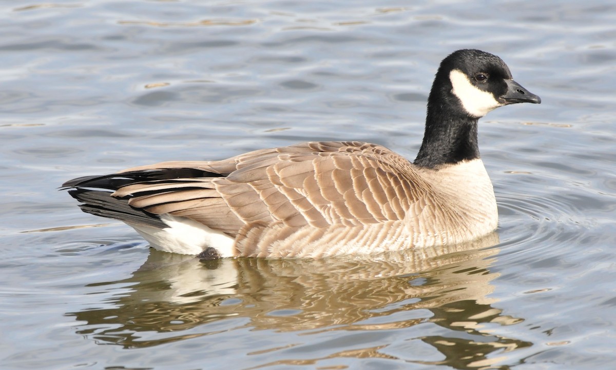 berneška malá (ssp. hutchinsii) - ML646862638