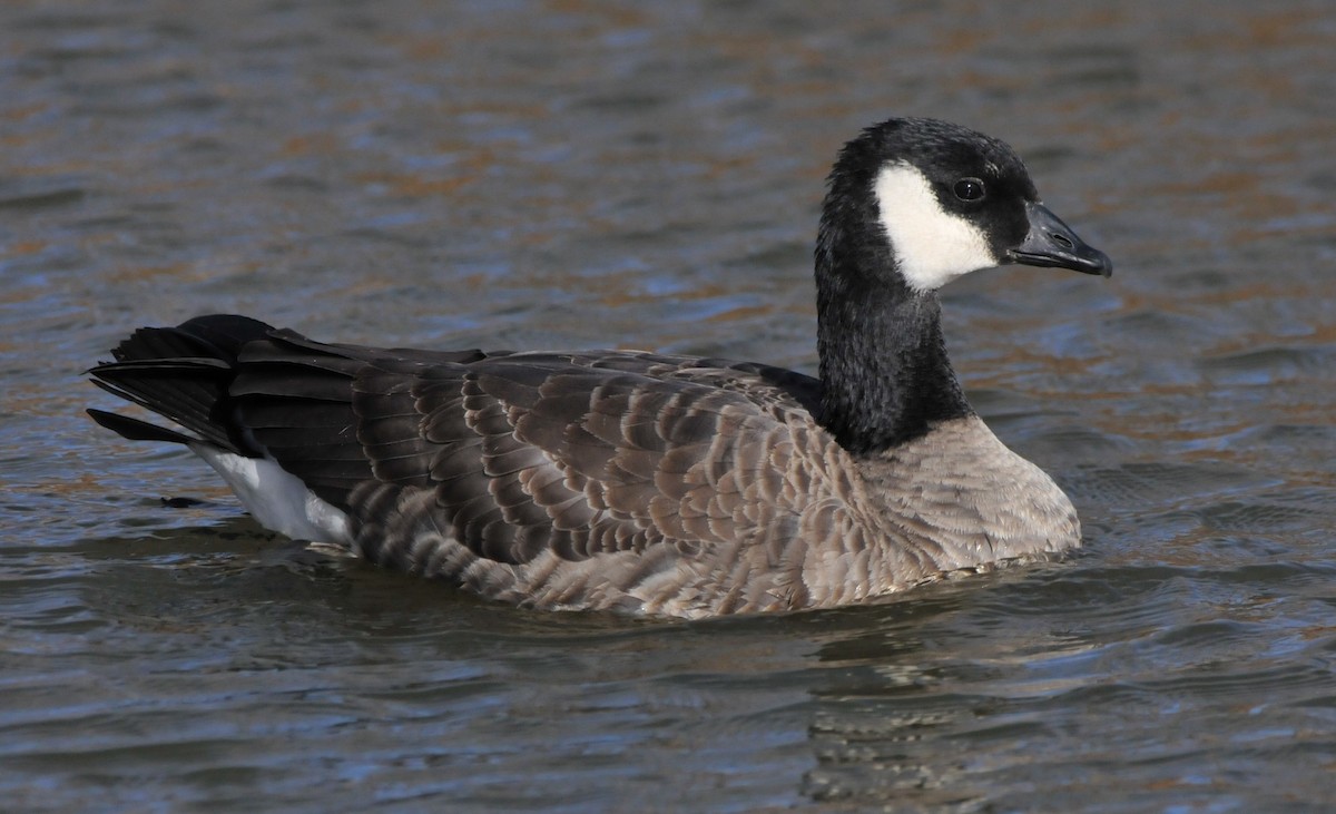 berneška malá (ssp. hutchinsii) - ML646862639