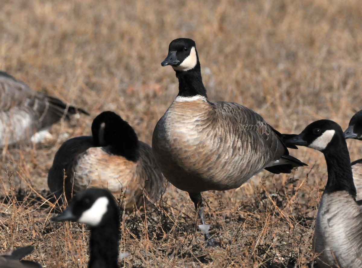 berneška malá (ssp. hutchinsii) - ML646862640