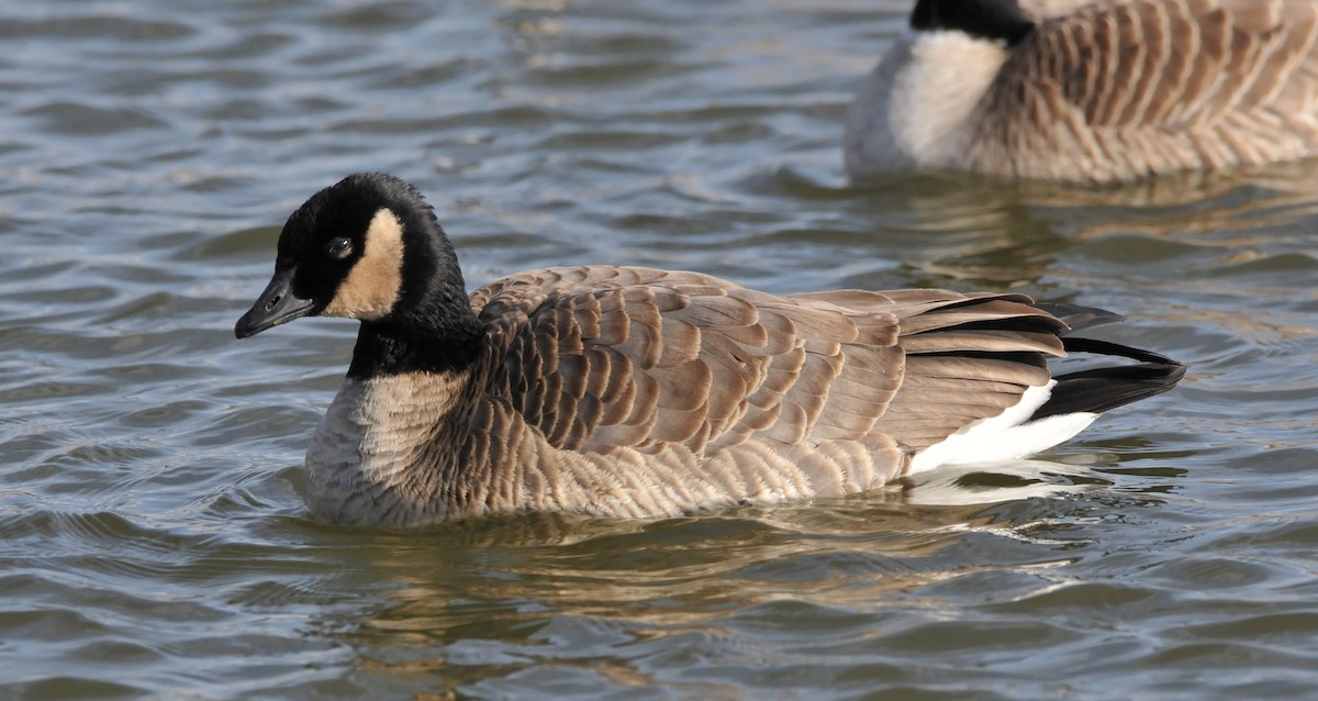 berneška malá (ssp. hutchinsii) - ML646862641