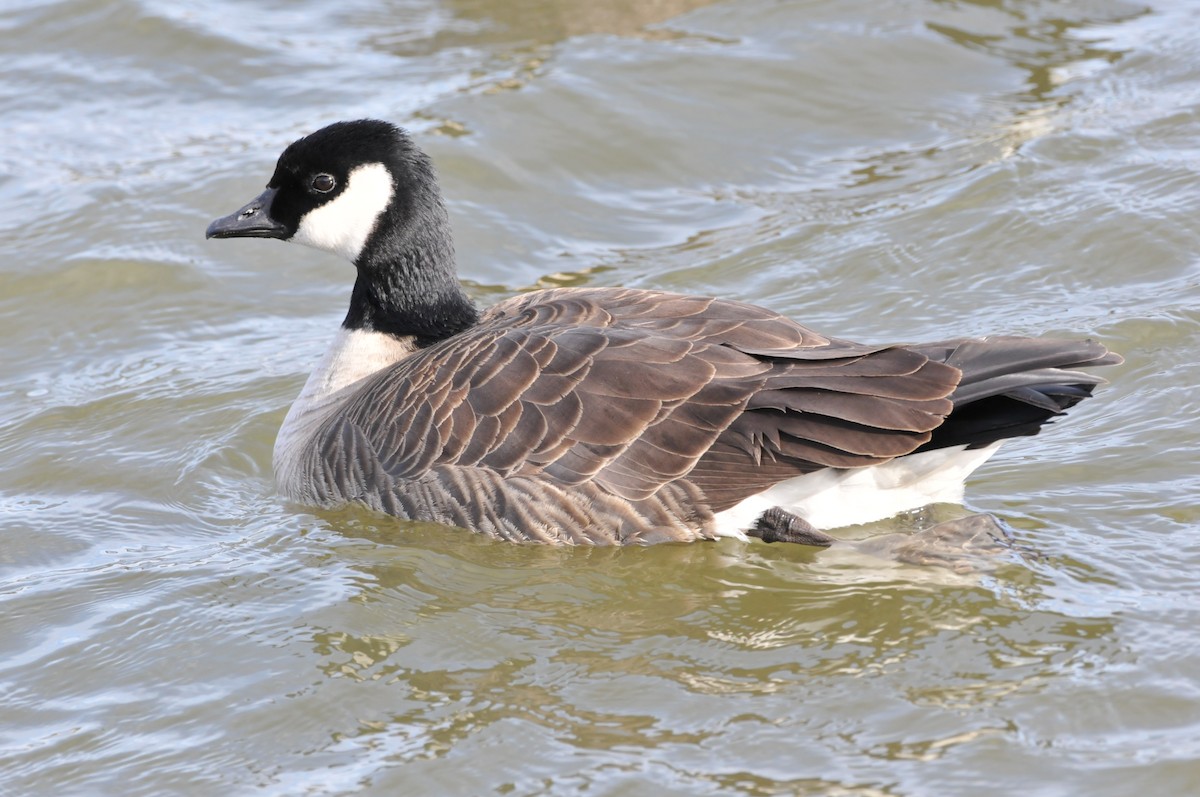 berneška malá (ssp. hutchinsii) - ML646862643