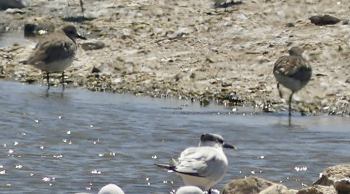 חופזי מנומר - ML646862645