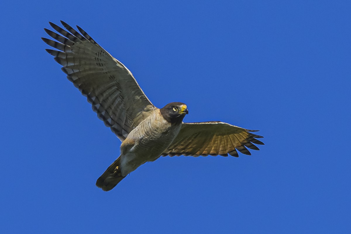 Roadside Hawk - ML646862646