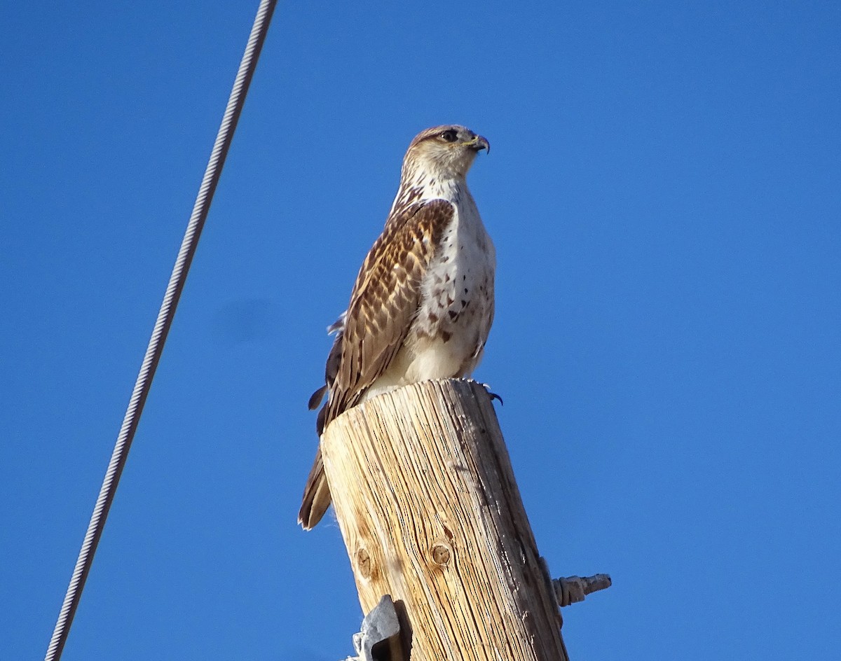 kongevåk - ML646862647