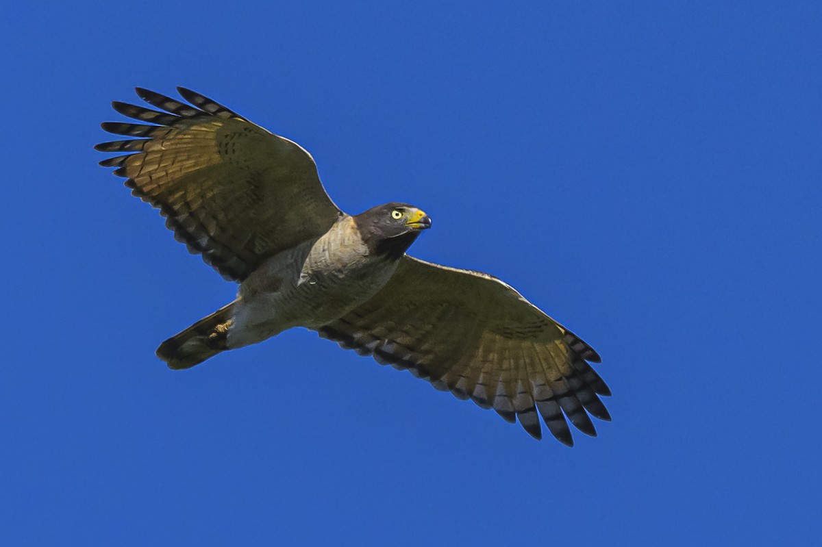 Roadside Hawk - ML646862648