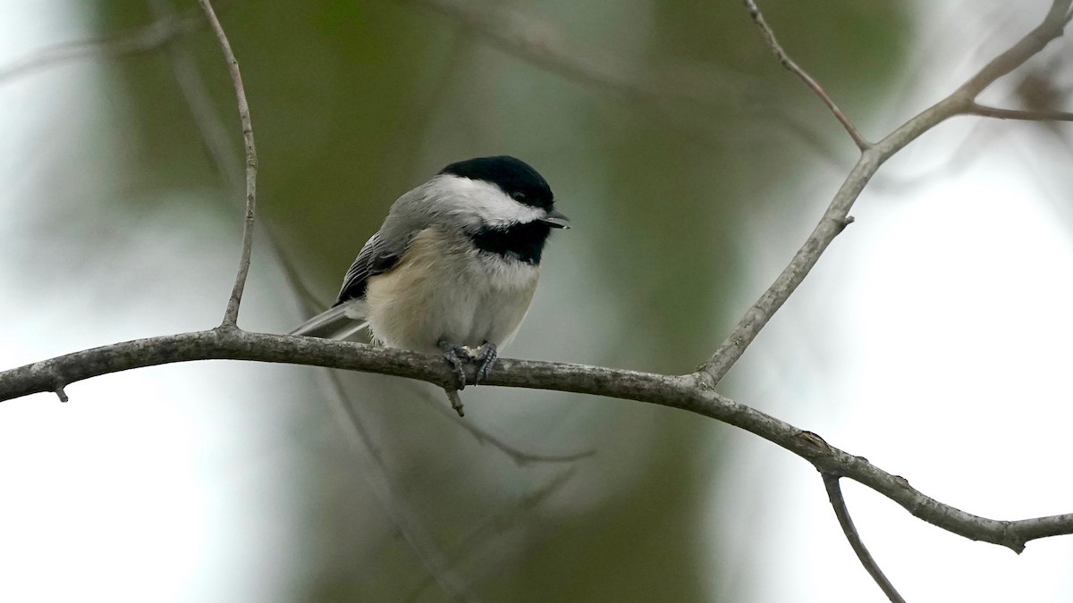 Carolina Chickadee - ML646862650