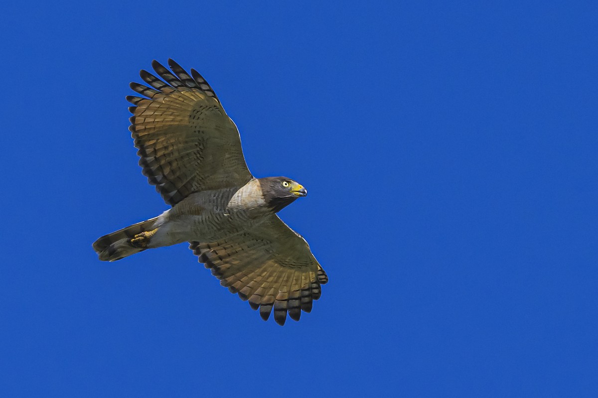Roadside Hawk - ML646862651