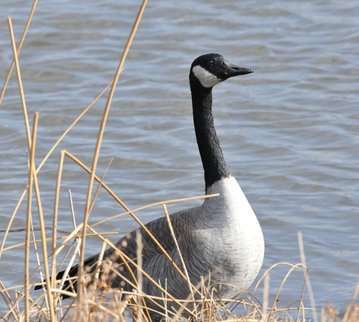 berneška velká (ssp. moffitti/maxima) - ML646862652