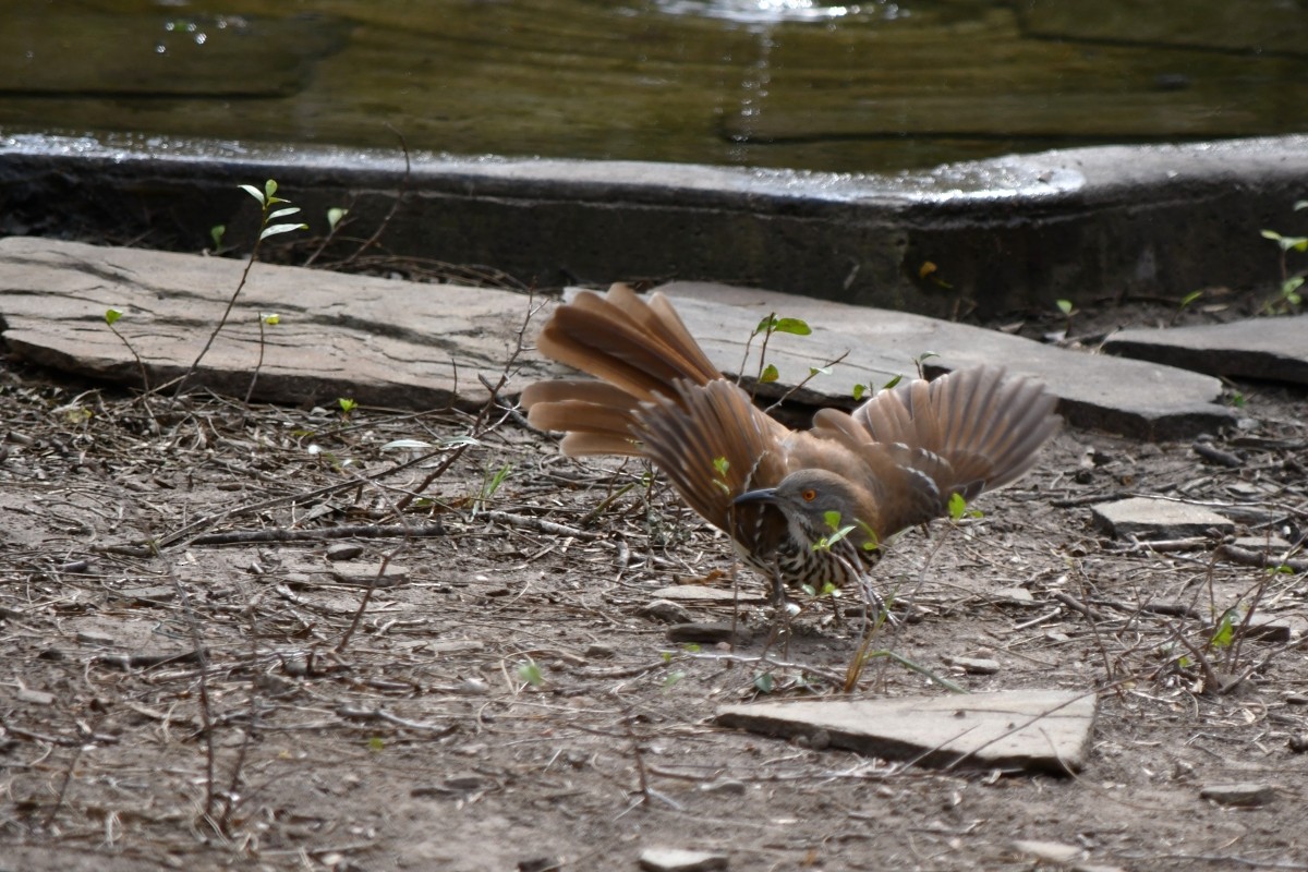 langnebbspottefugl - ML646862653