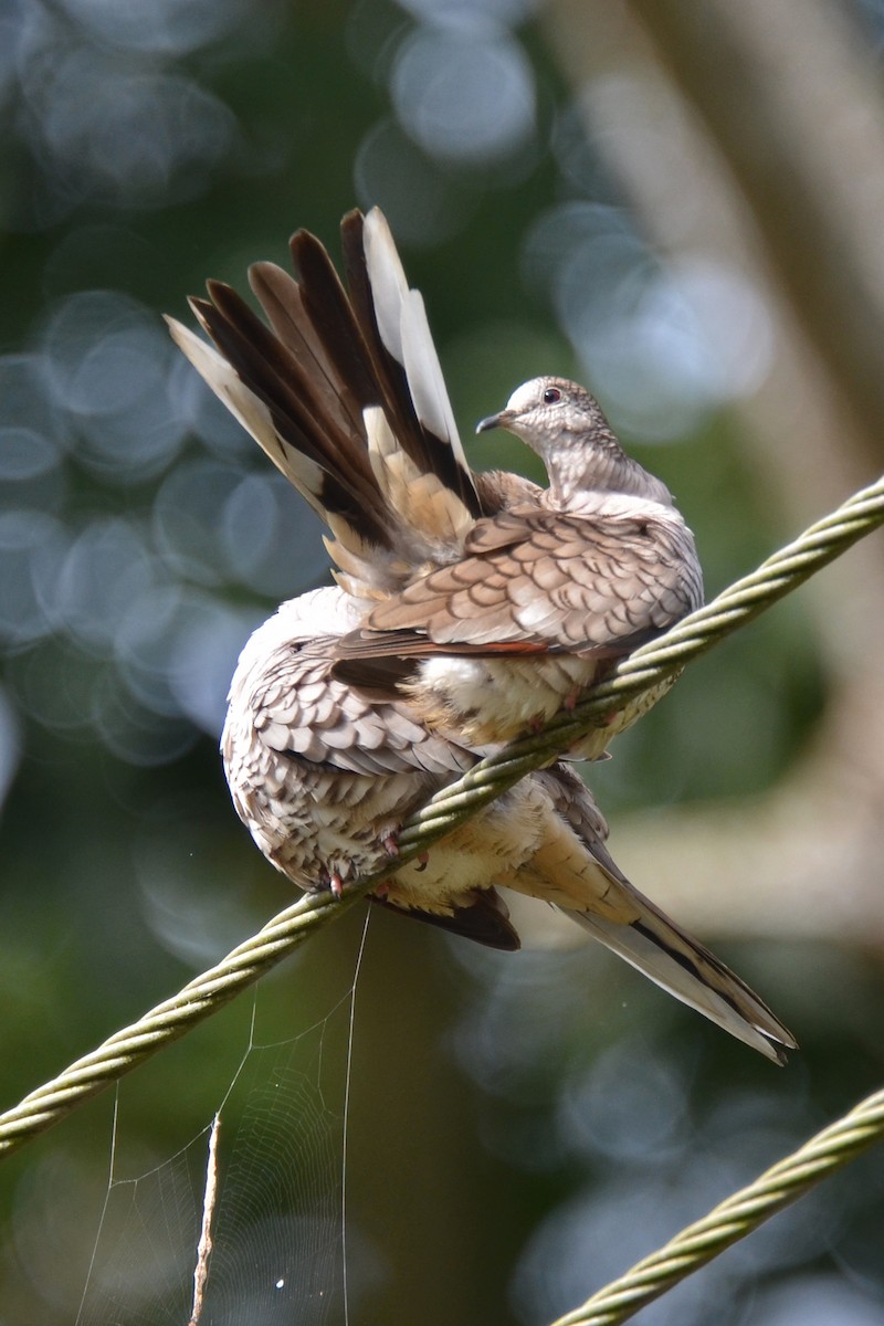 Inca Dove - ML646862654