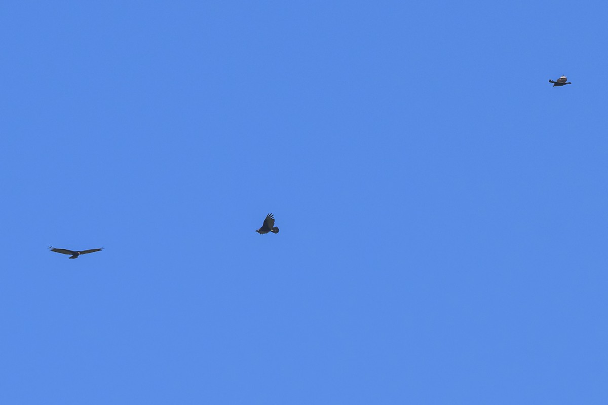 Turkey Vulture - ML646862656