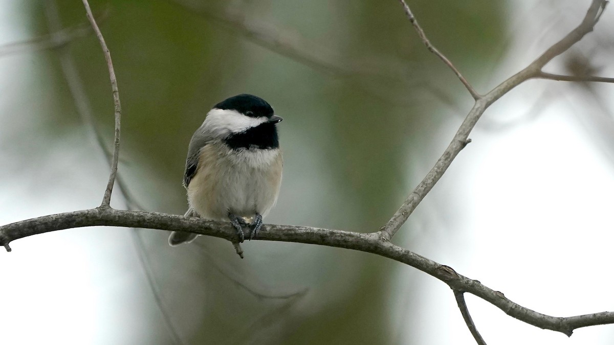 Carolina Chickadee - ML646862657