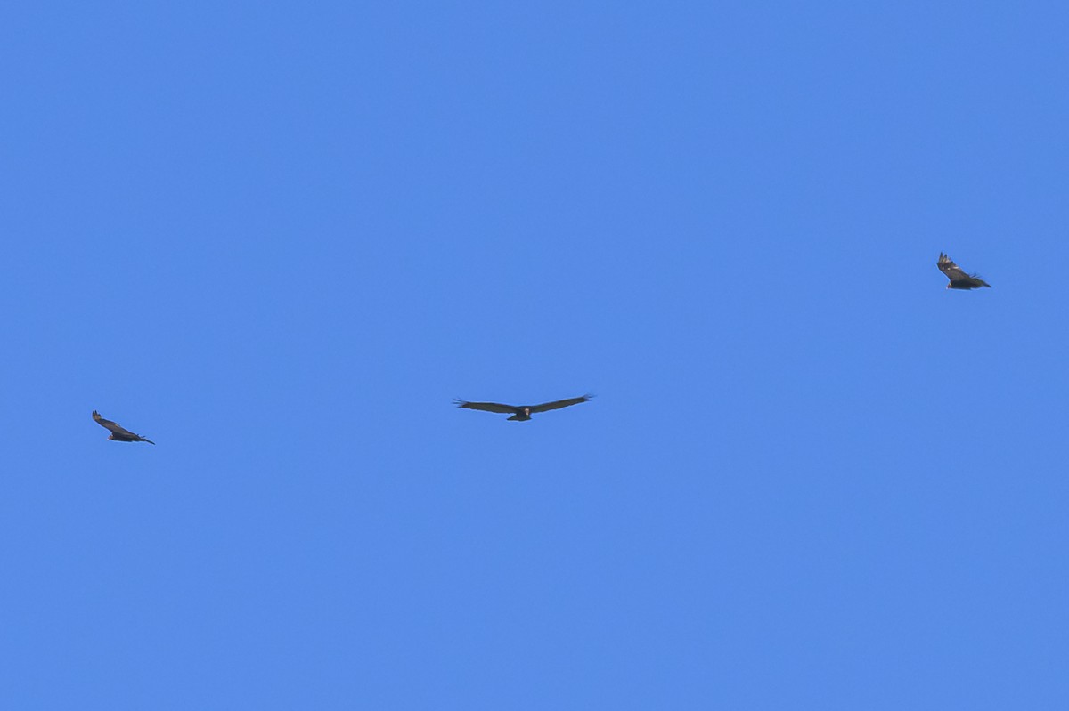 Turkey Vulture - ML646862658