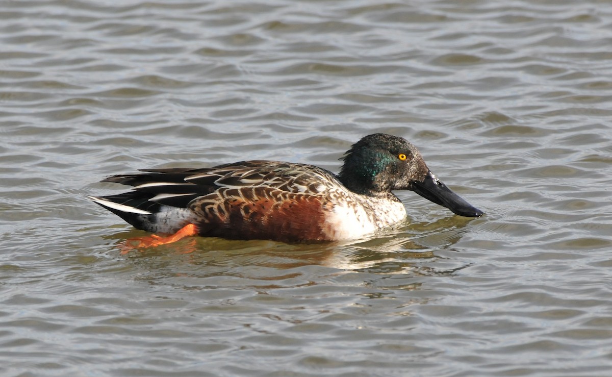 lžičák pestrý - ML646862659