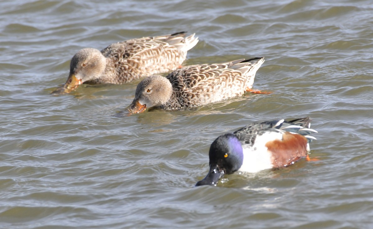 lžičák pestrý - ML646862660