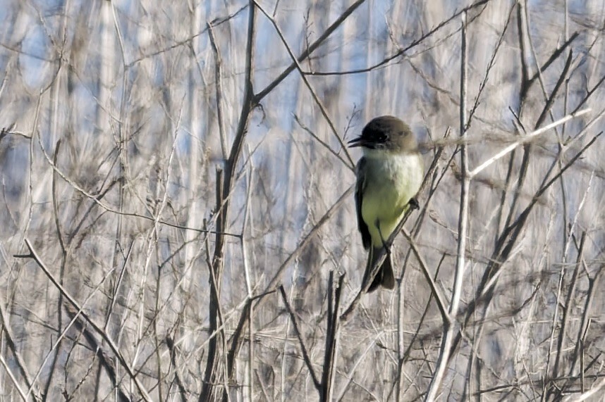 Феб буроспинний - ML646862661